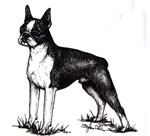 images/Razze/Sezione7/Boston_Terrier/thumb_Boston Terrier.jpg